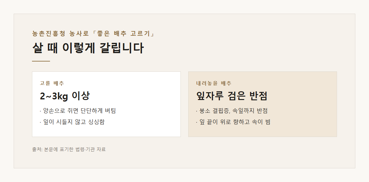 배추 보관 김장 배추 고르기 잎자루 검은 반점 붕소 결핍 속잎까지 결구 단단 2~3kg 속 노란색 농촌진흥청 설명 도표 1 · 핵심 설명